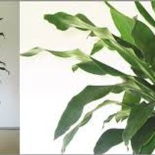 Dracena Green 7