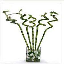 Spiral Bamboo