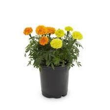 Marigold