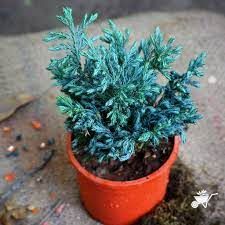 Pine silver 8
