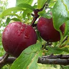 Plum