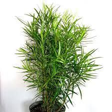 Podocarpus 7