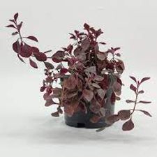 Red Duranta