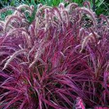 Red Fountaingrass