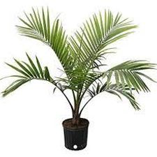 Rexona Palm 5