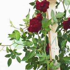 Rose crepper 10