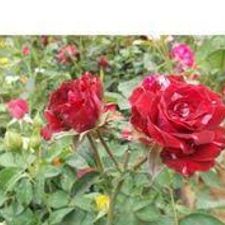 Rose mix 6' pot