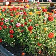 SEEDLING ZINNIA