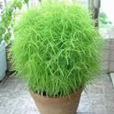 Kochia plant
