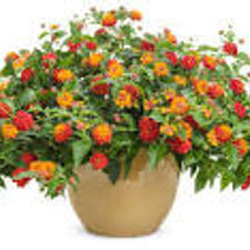 Lantana plant