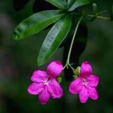 Limonina