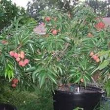 Litchi 5