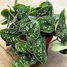 MONEY PLANT SILVER 3