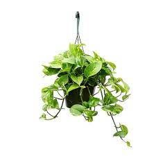 Money Plant Basket