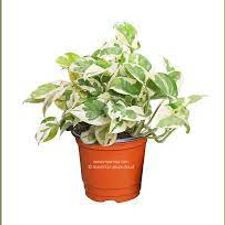 Money Plant Marble Hanging