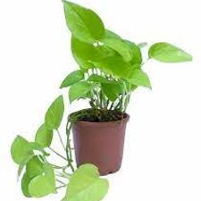 Moneyplant 5