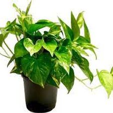 Money plant 7