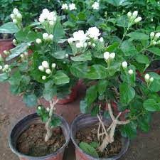 Motia