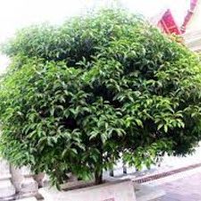 Mulshree