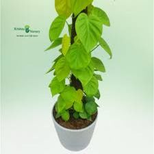 Oxyipodium8' mostick