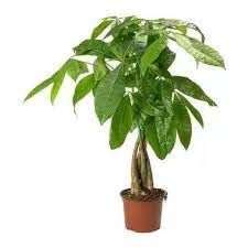 PACHIRA MONEY PLANT TREE