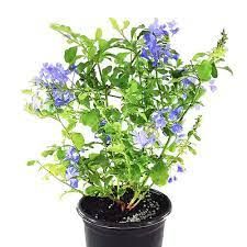 PLUMBAGO