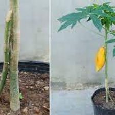 Papita