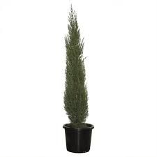 Pencil Pine  8 pot