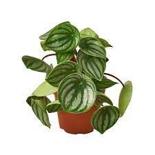 Peperomia 6'