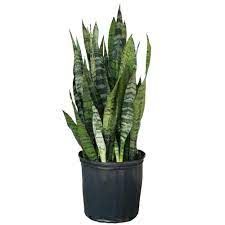 Snake Plant 10