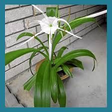 Spider Lilly