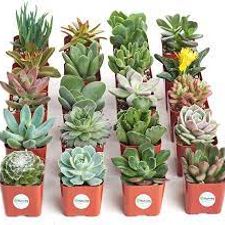Succulent