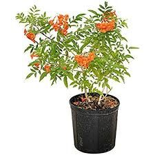 Tecoma Orange 8