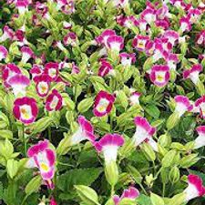 Torenia