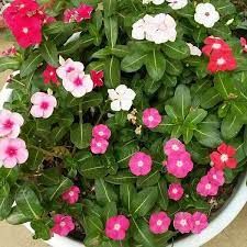 Vinca