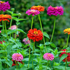 Zinnia Tall