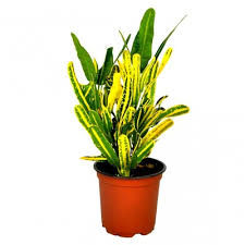 lemon crotron 14