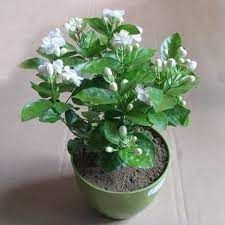 mogra 6 inch