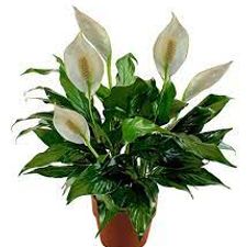 peace lilly 5 kolk