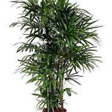 rhapis palm 5