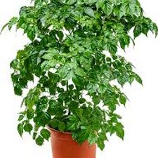 rader michira 6 pot two sticks