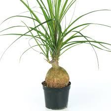 nolina Palm 7