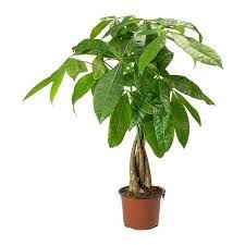 money tree