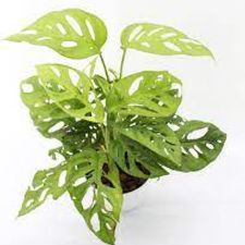 monsteria broken heart 5 pot
