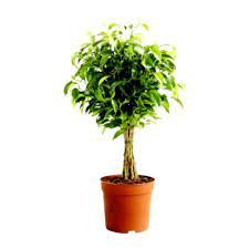 panda ficus 21x21