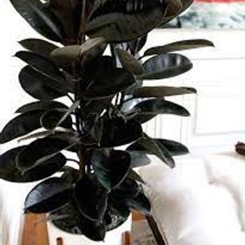 philo black mostick 12