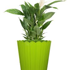 Thai Pot 12 Fresh