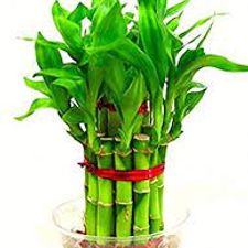 Lucky Bamboo Without Wash