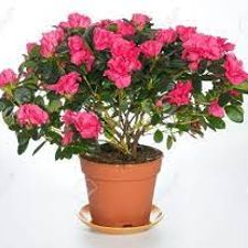 Azalea f1
