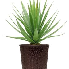 Maryram Pot 5